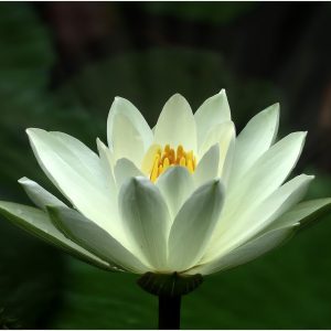 HOLISTIC PULSING THERAPY avagy LÉLEKMASSZÁZS